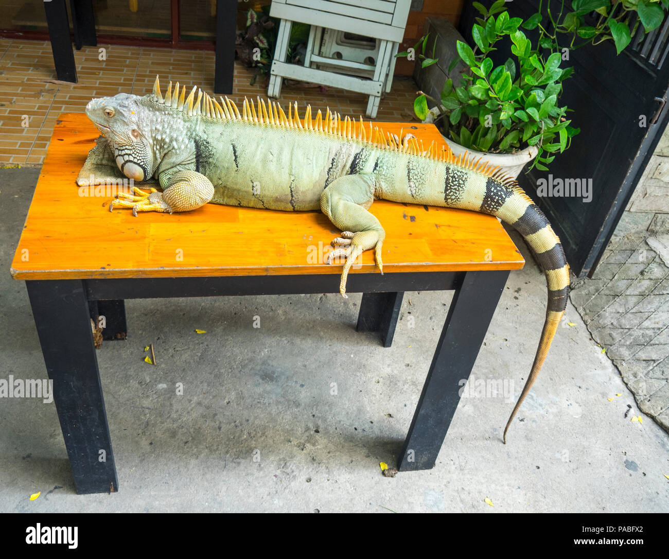 A green iguana on a small table in a coffee shop, Babo Cafe, in Ho Chi Minh City, Vietnam. Stock Photo
