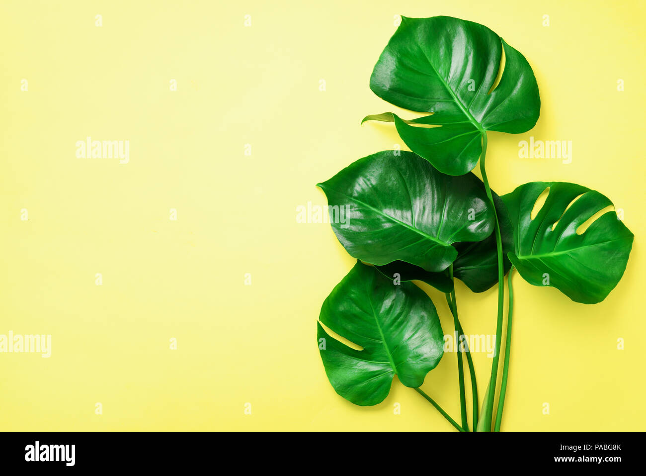 Green monstera leaves on yellow background with copy space. Top view.  Minimal design. Exotic plant. Creative summer flat lay. Pop art trend Stock  Photo - Alamy