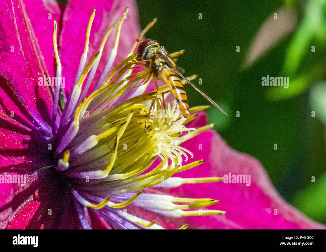 hoverflys, in the garden, Hamburg, Germany Stock Photo