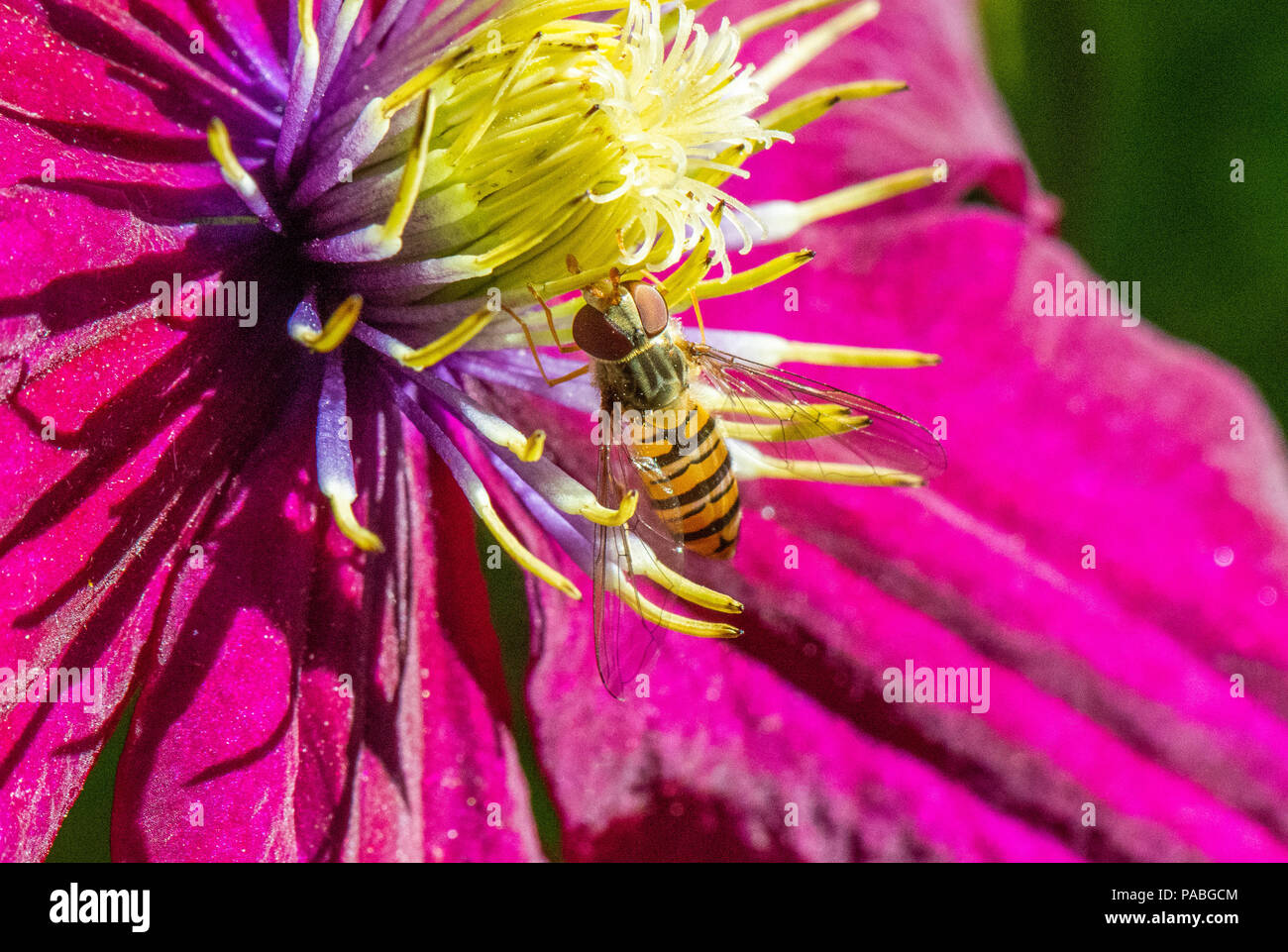 hoverflys, in the garden, Hamburg, Germany Stock Photo