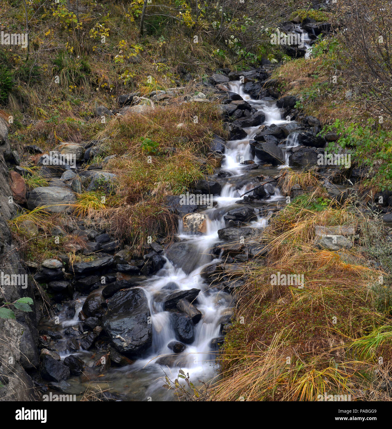 Bush among rocks hi-res stock photography and images - Alamy