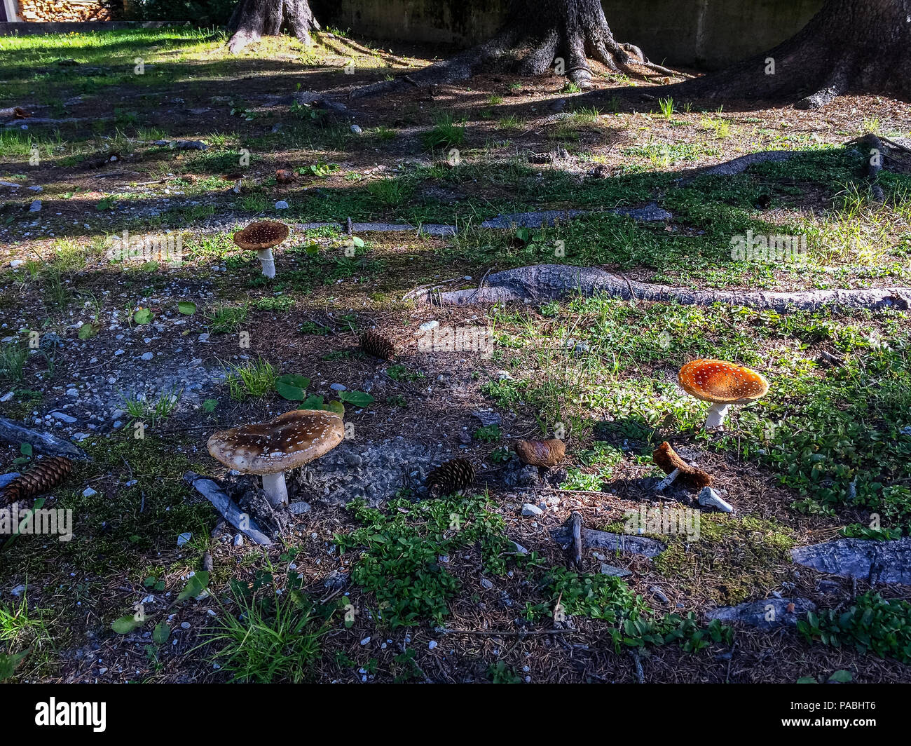 Mushrooms in the under wood of an alpine forest. Gressoney Valley is situated in the Aosta Valley, in northern Italy. Stock Photo