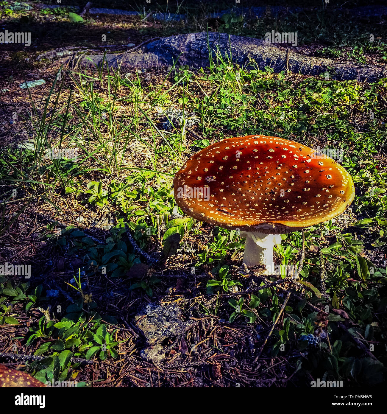 Mushrooms in the under wood of an alpine forest. Gressoney Valley is situated in the Aosta Valley, in northern Italy. Stock Photo