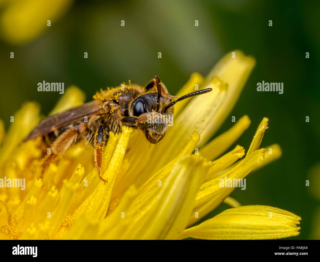A shy bee Stock Photo