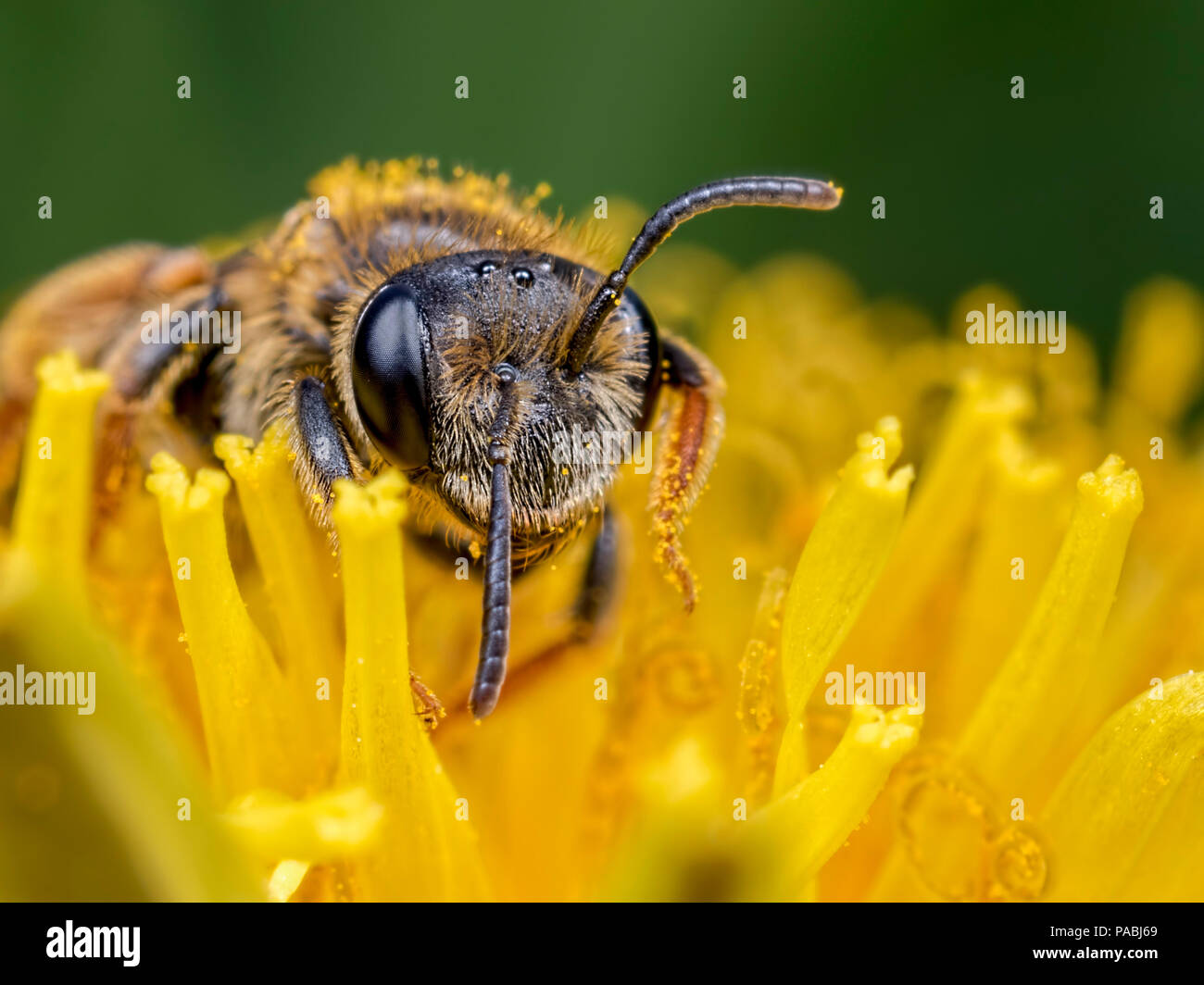 One antenna up and one antenna down Stock Photo Alamy