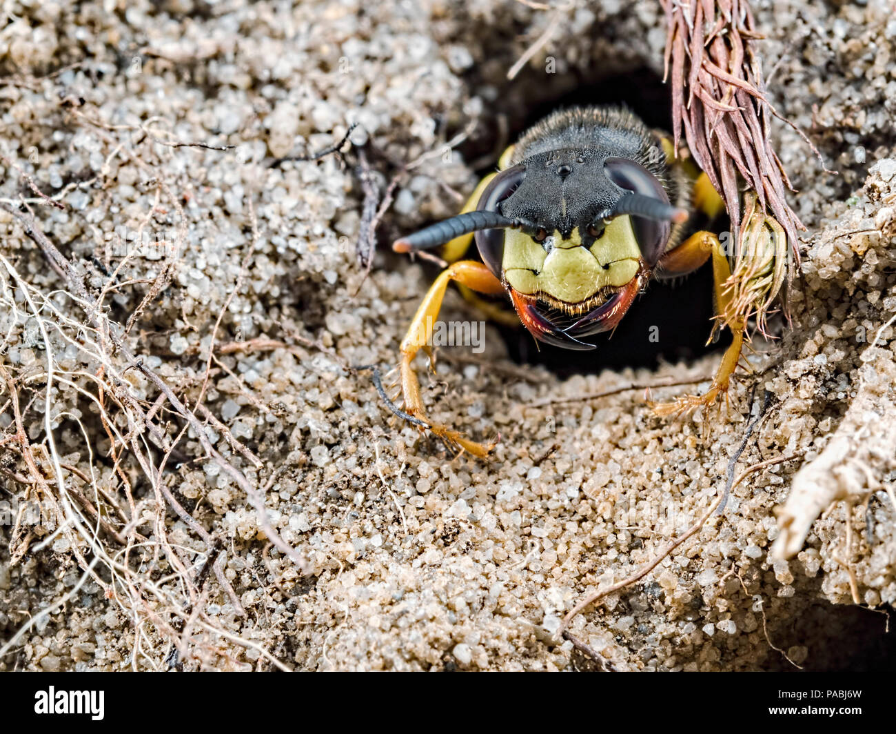 A Bee-Wolf wasp guarding its burrow Stock Photo