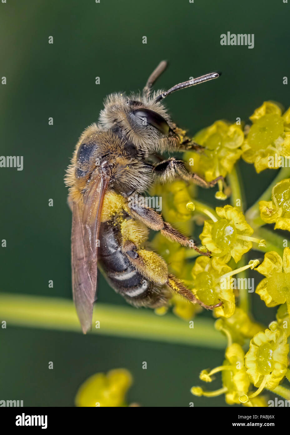 Portait of a bee with pollen sacs on its legs Stock Photo