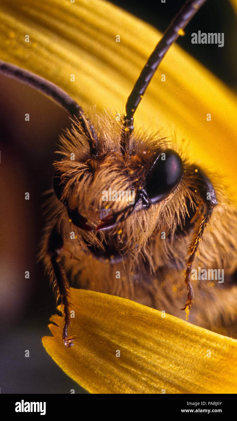 A very happy solitary bee Stock Photo