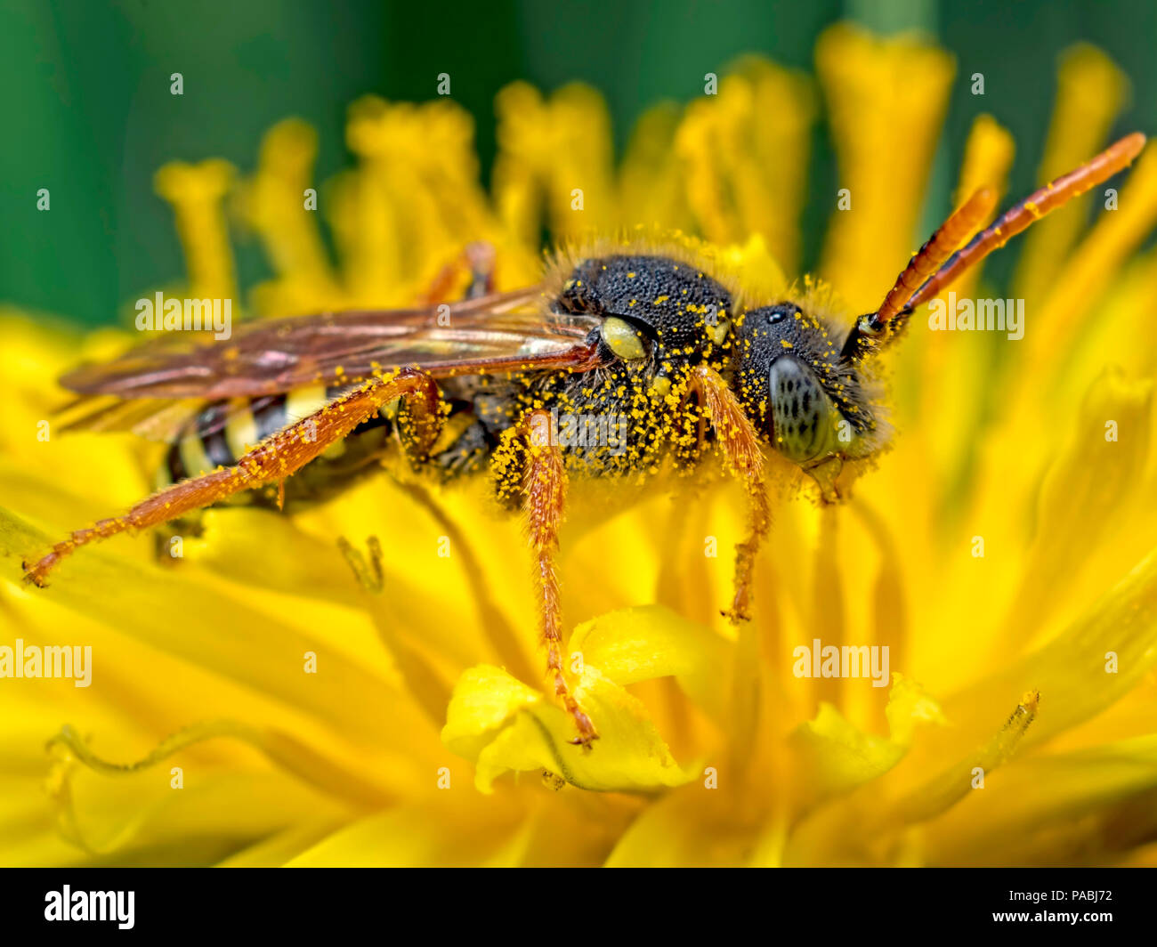 A green eyed nomada solitary bee on a dandelion flower Stock Photo