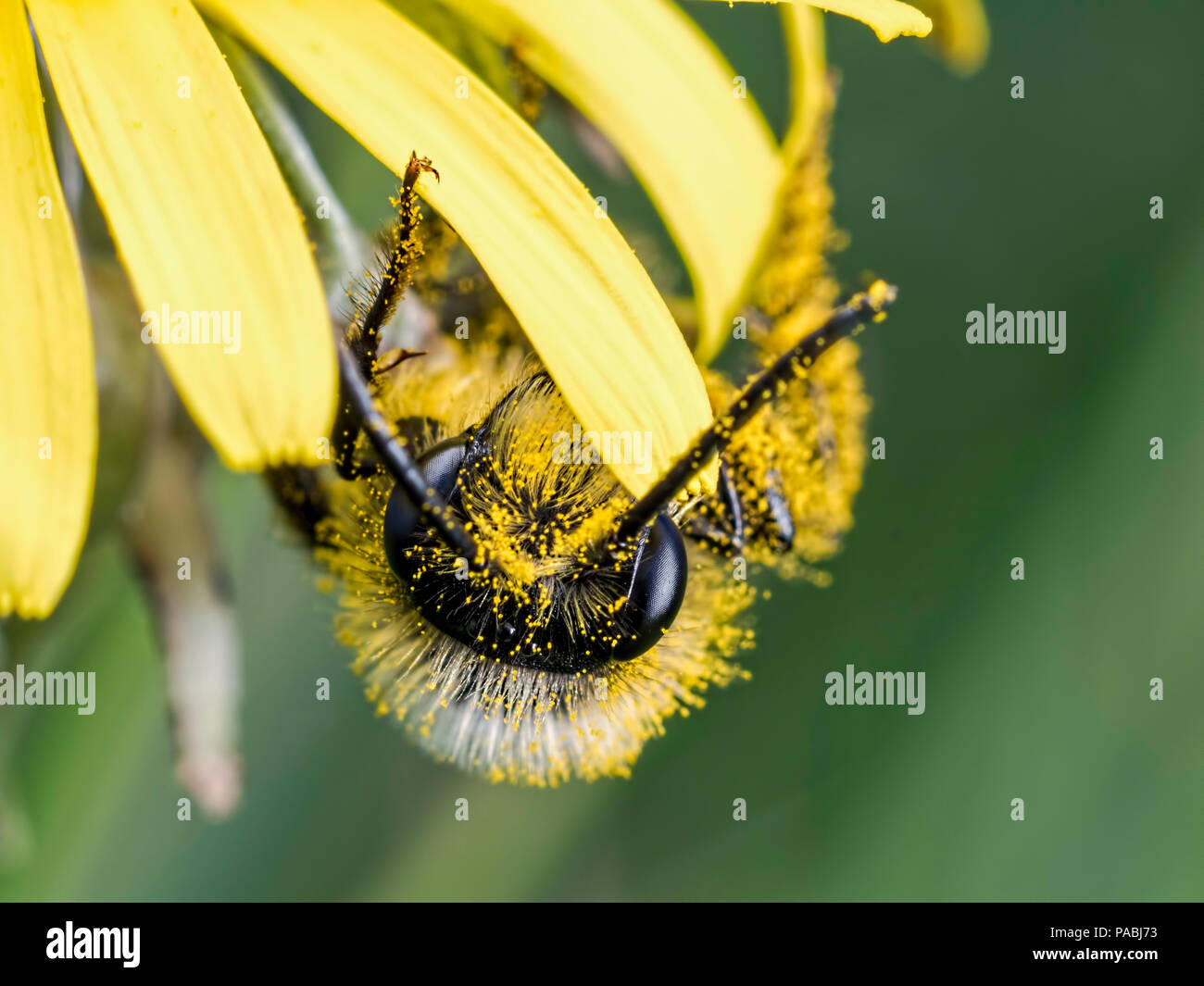 Upside down solitay bee Stock Photo