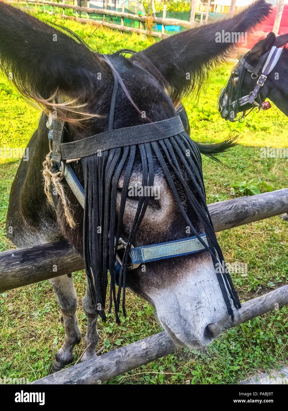 Funny sweet tender mule on a meadow in the Alps, with saddle to be ridden by children. Stock Photo