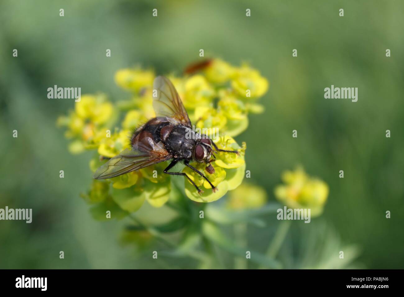Colorful bugs hires stock photography and images Alamy