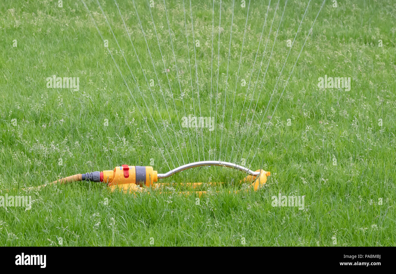 Sprinkler attached to a yellow hose being used to water a grass lawn Stock Photo