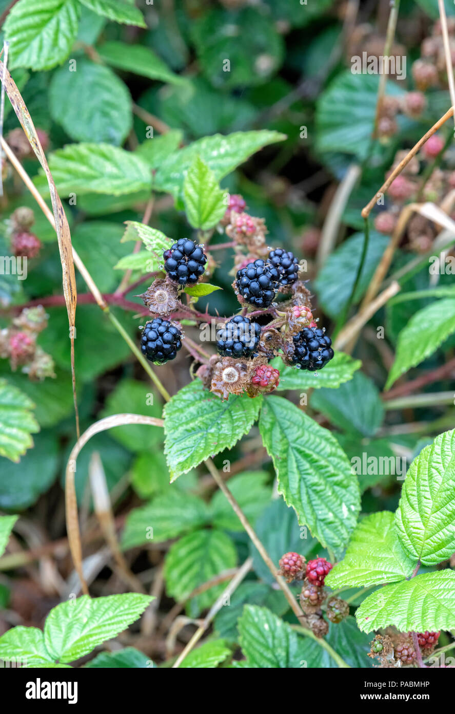 Blackberries ripening on a bramble plant in an English hedgerow Stock Photo
