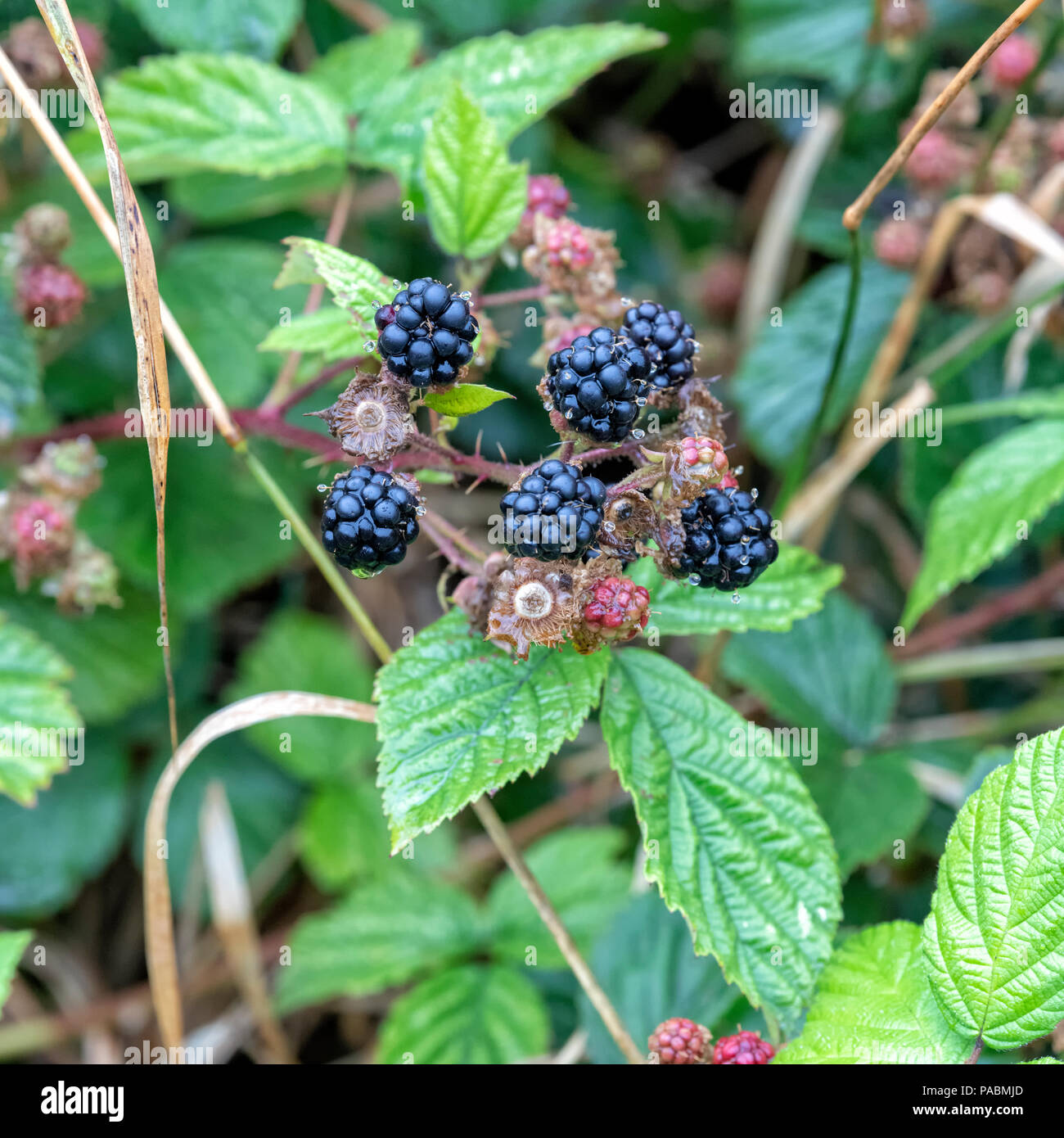 Blackberry bushes hires stock photography and images Alamy