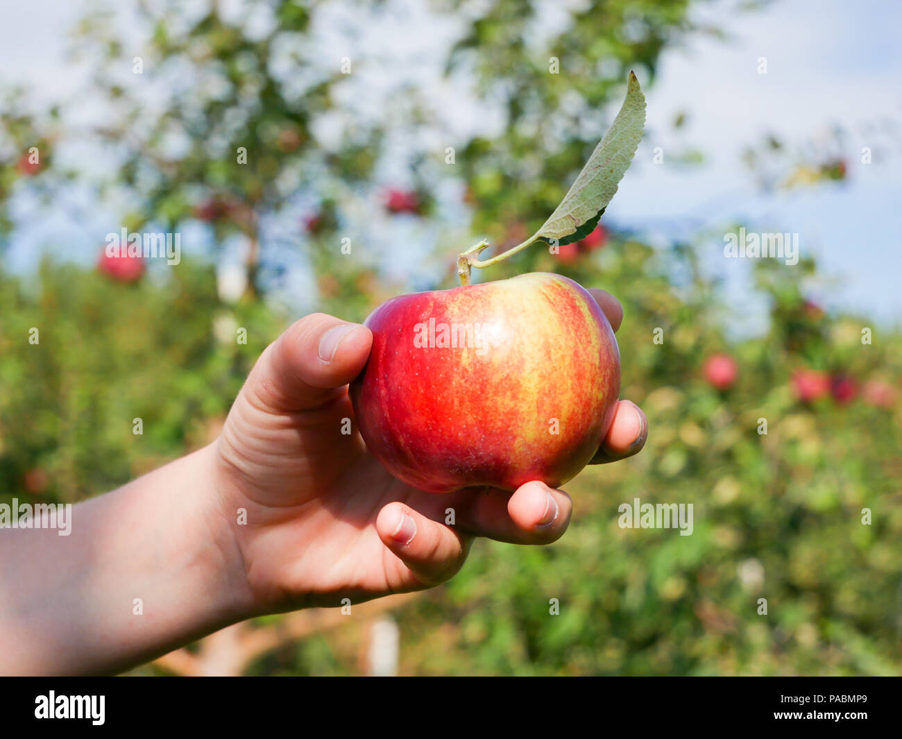 Holding a Freshly Picked, Red Apple in an Orchard, Quebec, Canada Stock Photo Alamy