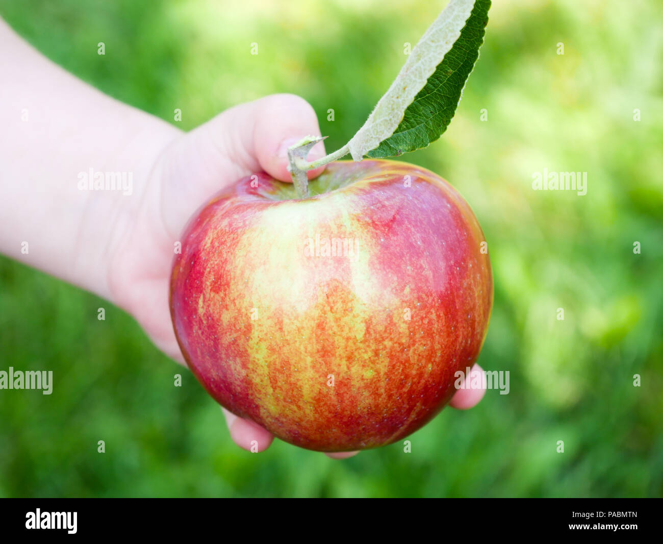 Holding a Freshly Picked, Red Apple in an Orchard, Quebec, Canada Stock Photo Alamy