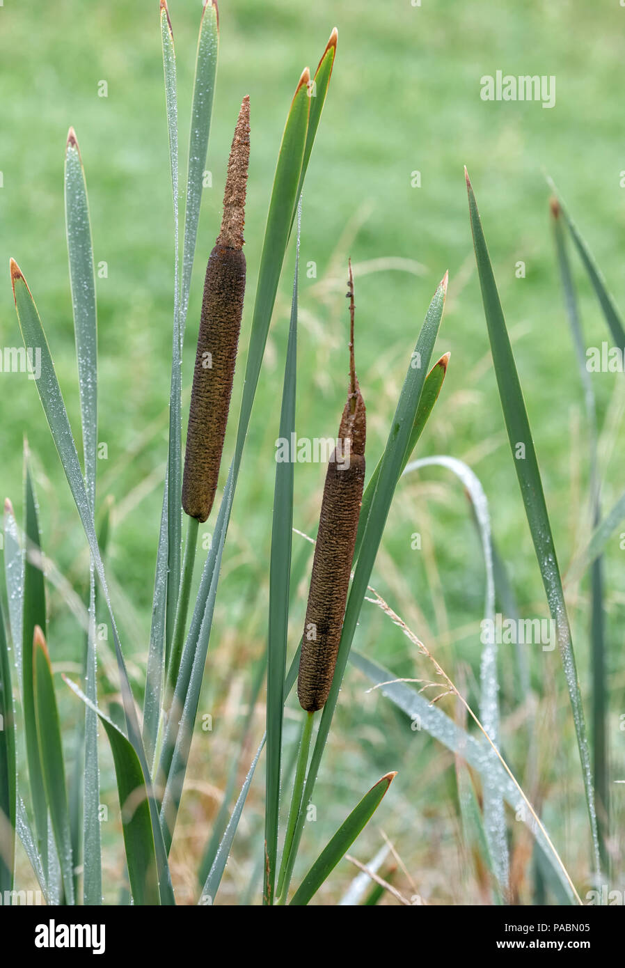 Bulrush plants hi res stock photography and images Alamy