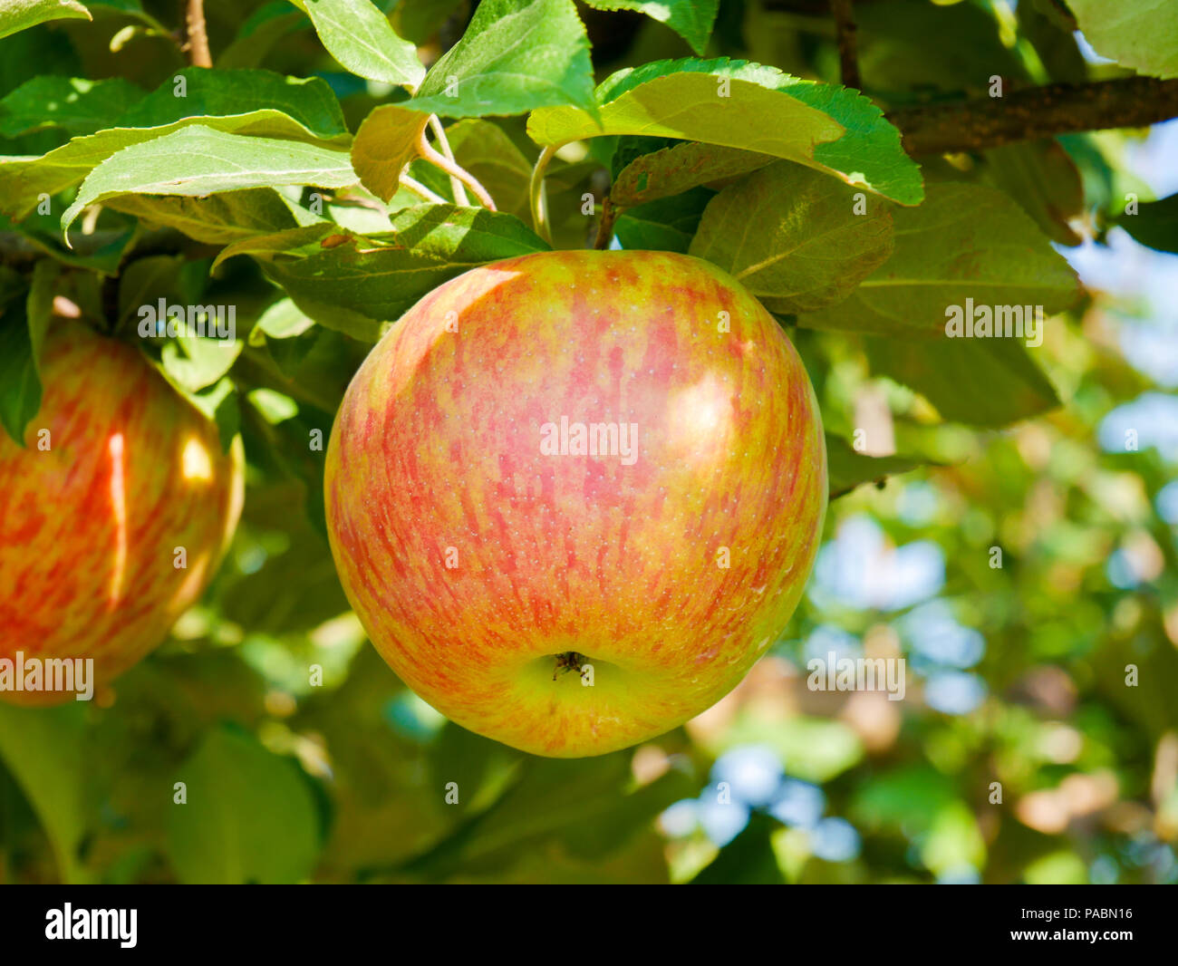 Apples ripening in the orchard, Quebec, Canada Stock Photo Alamy