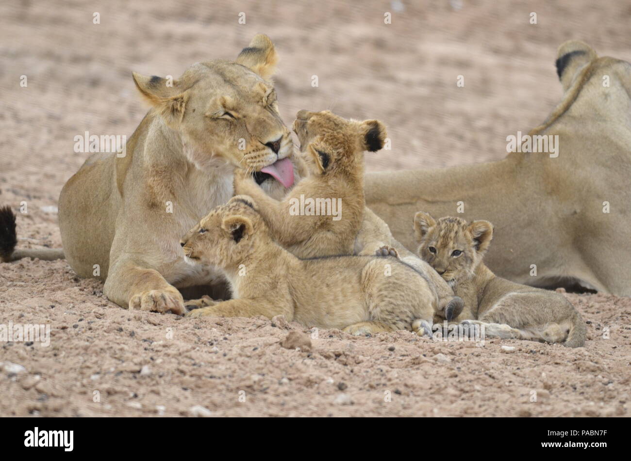 Lioness licking cub Stock Photo