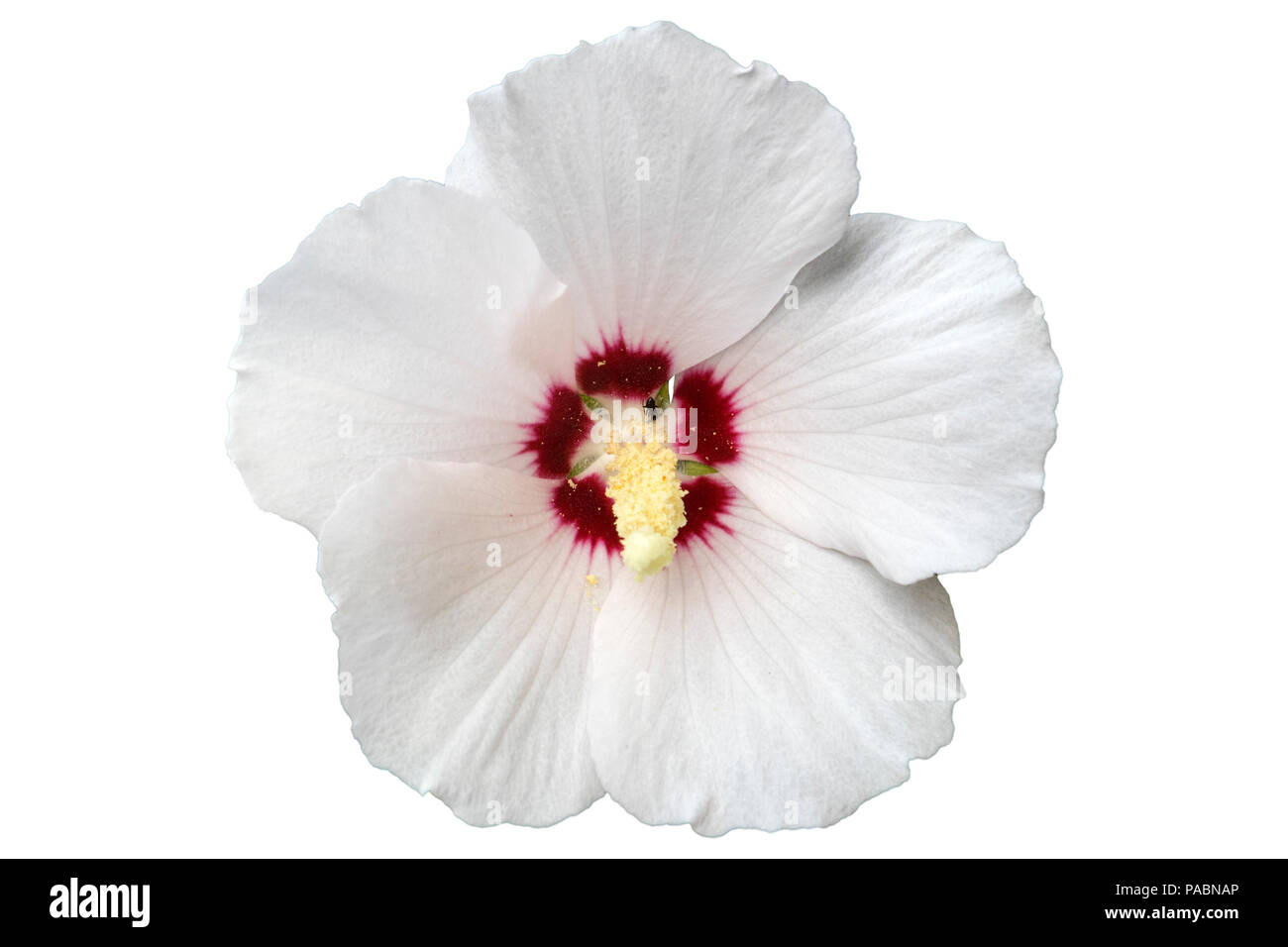 Hibiscus syriacus white with deep red center rose of Sharon 'Red Heart' flower isolated on white. Stock Photo