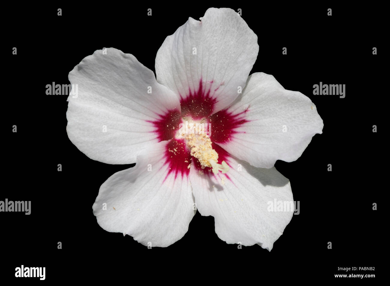 Hibiscus syriacus white with deep red center rose of Sharon 'Red Heart' isolated on black. Stock Photo