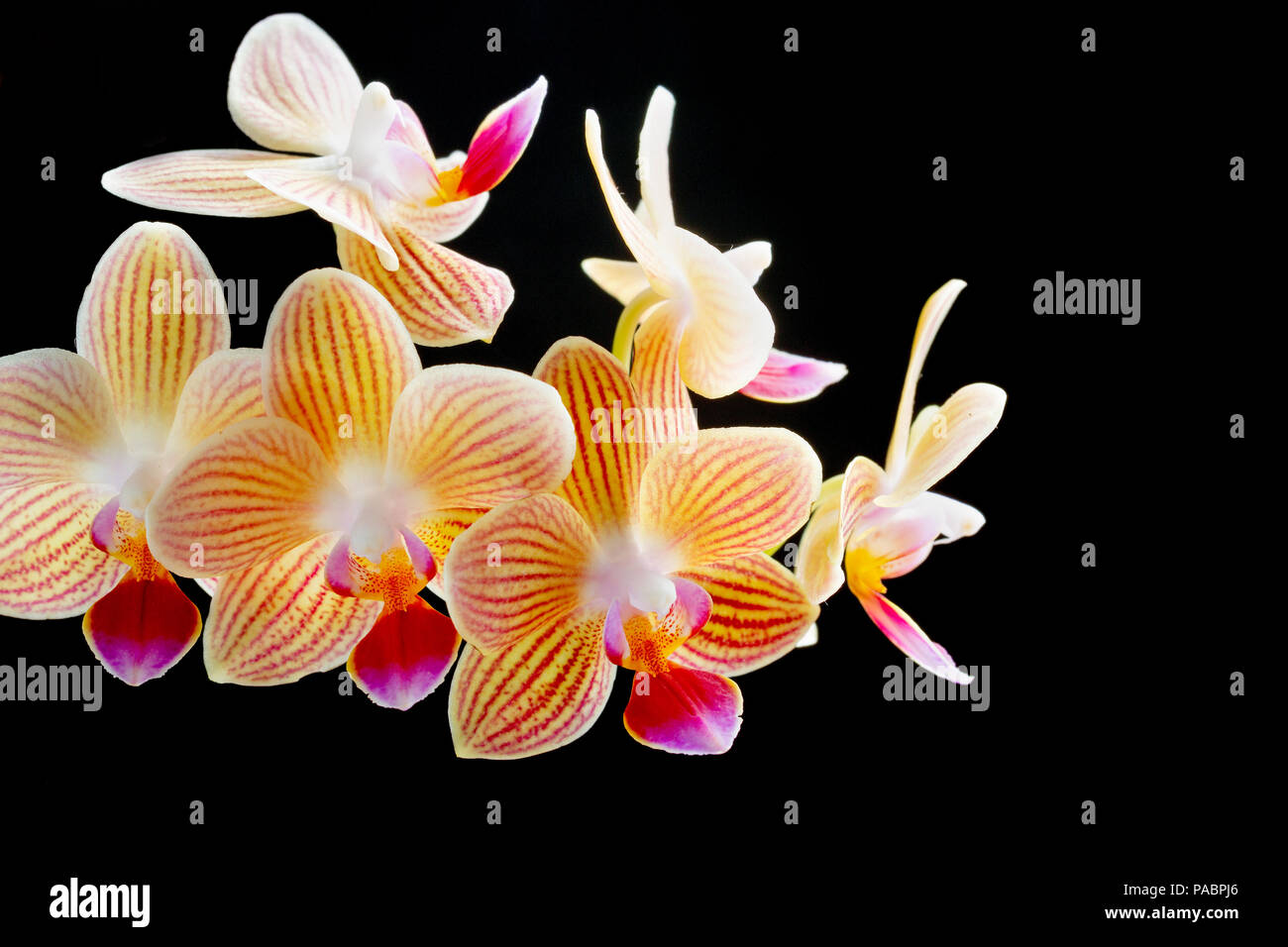 Phalaenopsis; moth orchid flowers on black background Stock Photo