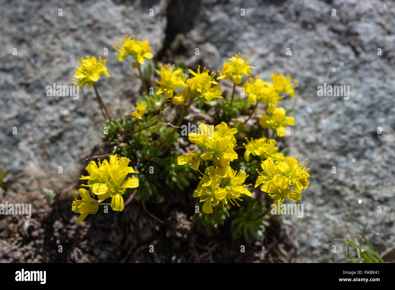 Alpine flower Draba Aizoides(yellow whitlow-grass ), Aosta valley, Italy. Photo taken at an altitude of 2900 meters. Stock Photo