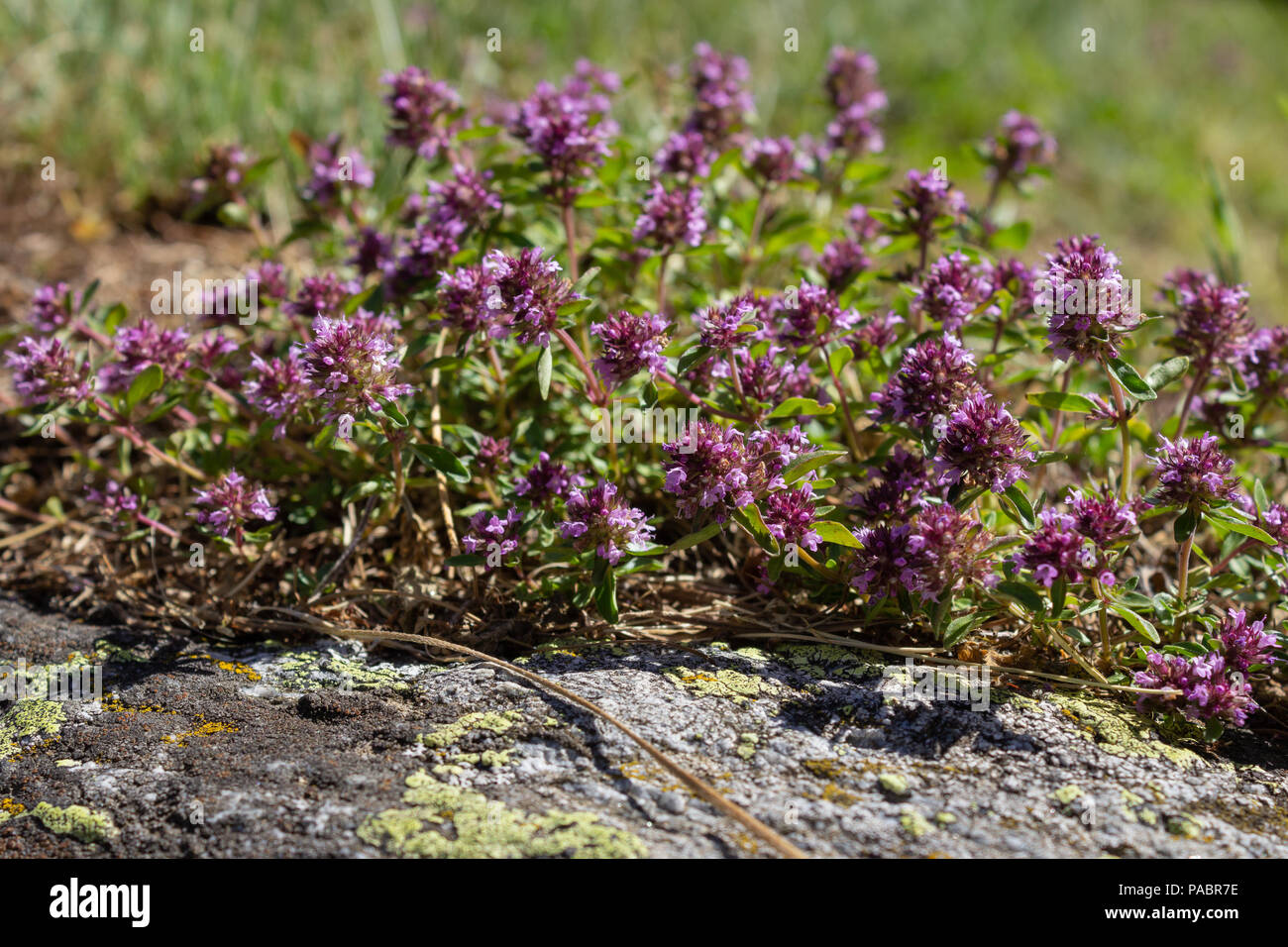 Alpine wild flower Thymus, serpyllum (Breckland thyme), aromatic and