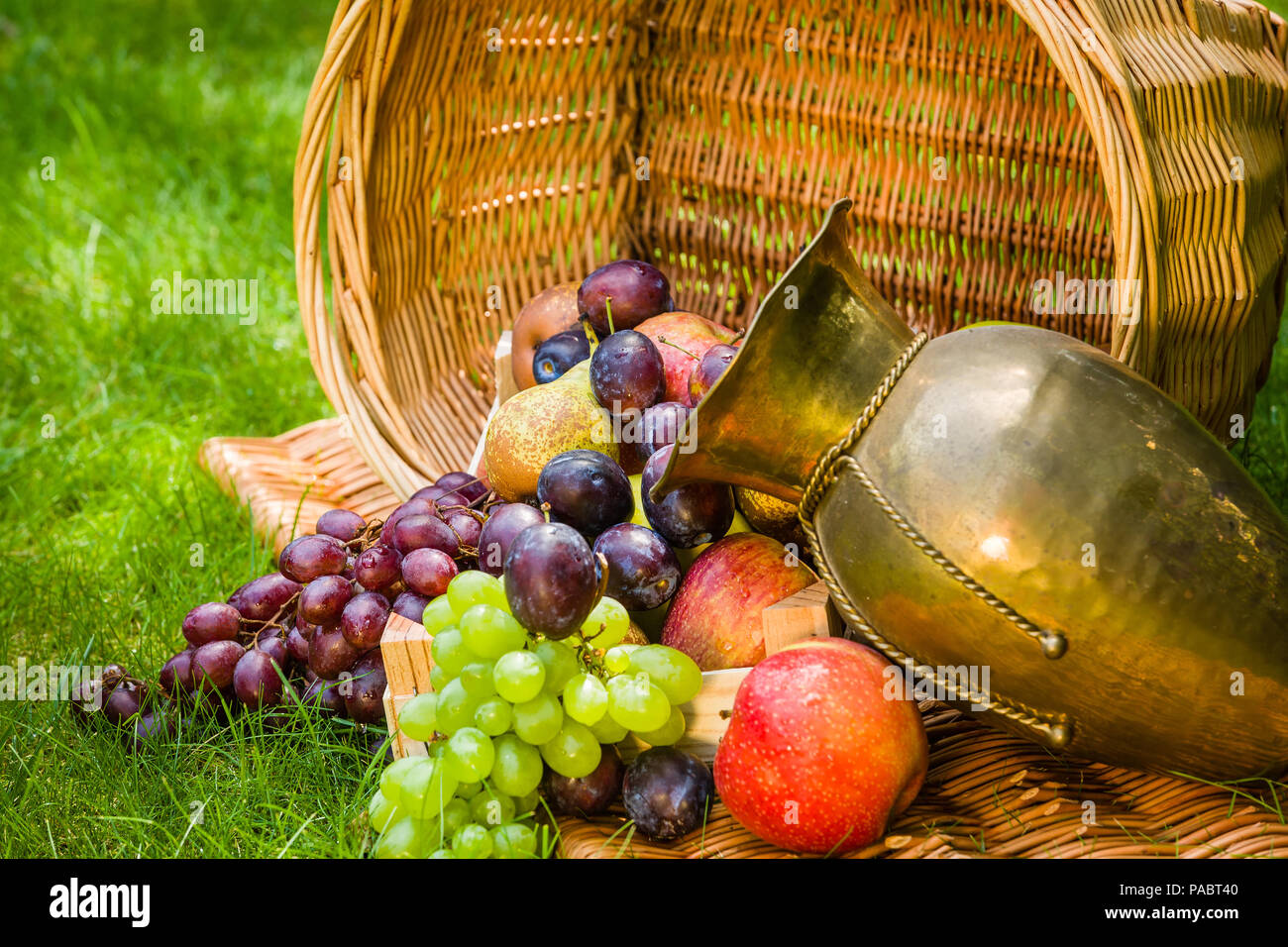 Fruit picking at the end of summer apples, pears, plums and grapes