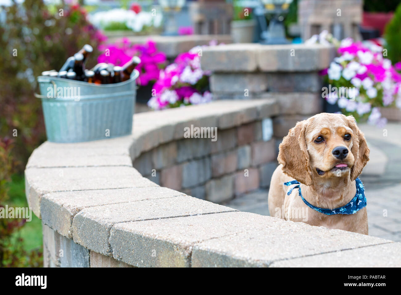 Cute curious little golden cocker spaniel puppy wearing a blue bandanna peering over the top of a curved nrick patio wall overlooking the garden with  Stock Photo