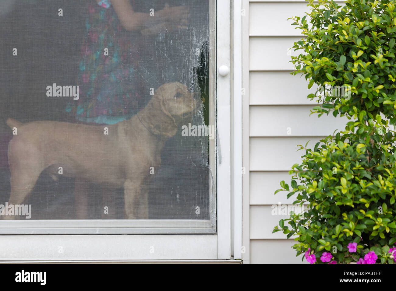 Golden cocker spaniel eyeing a damaged screen door opening onto an exterior patio standing inside sniffing the ripped wire mesh Stock Photo
