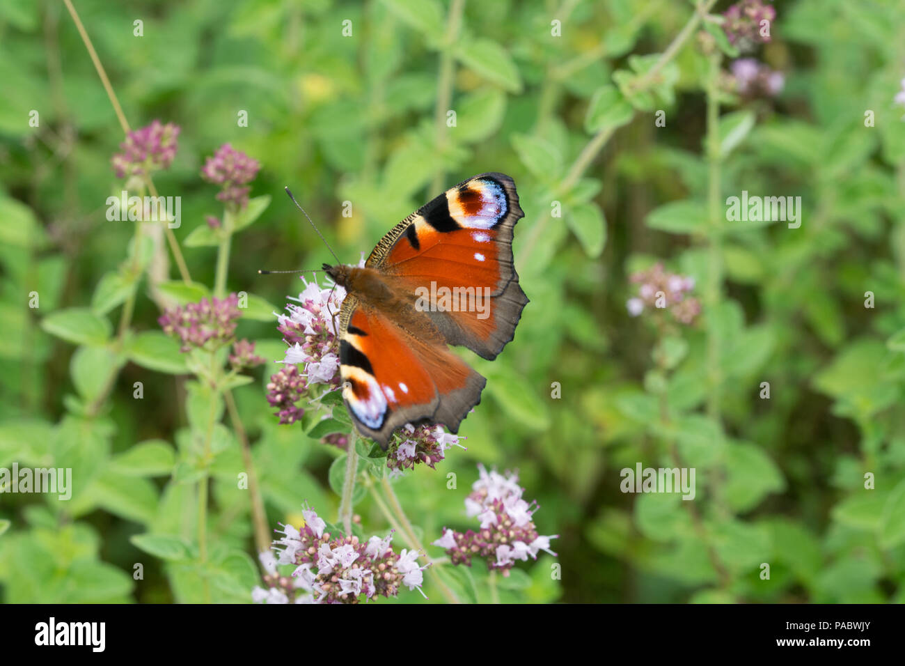 Brightly coloured peacock butterfly (Aglais io) nectaring on wild marjoram flowers, UK, during summer Stock Photo