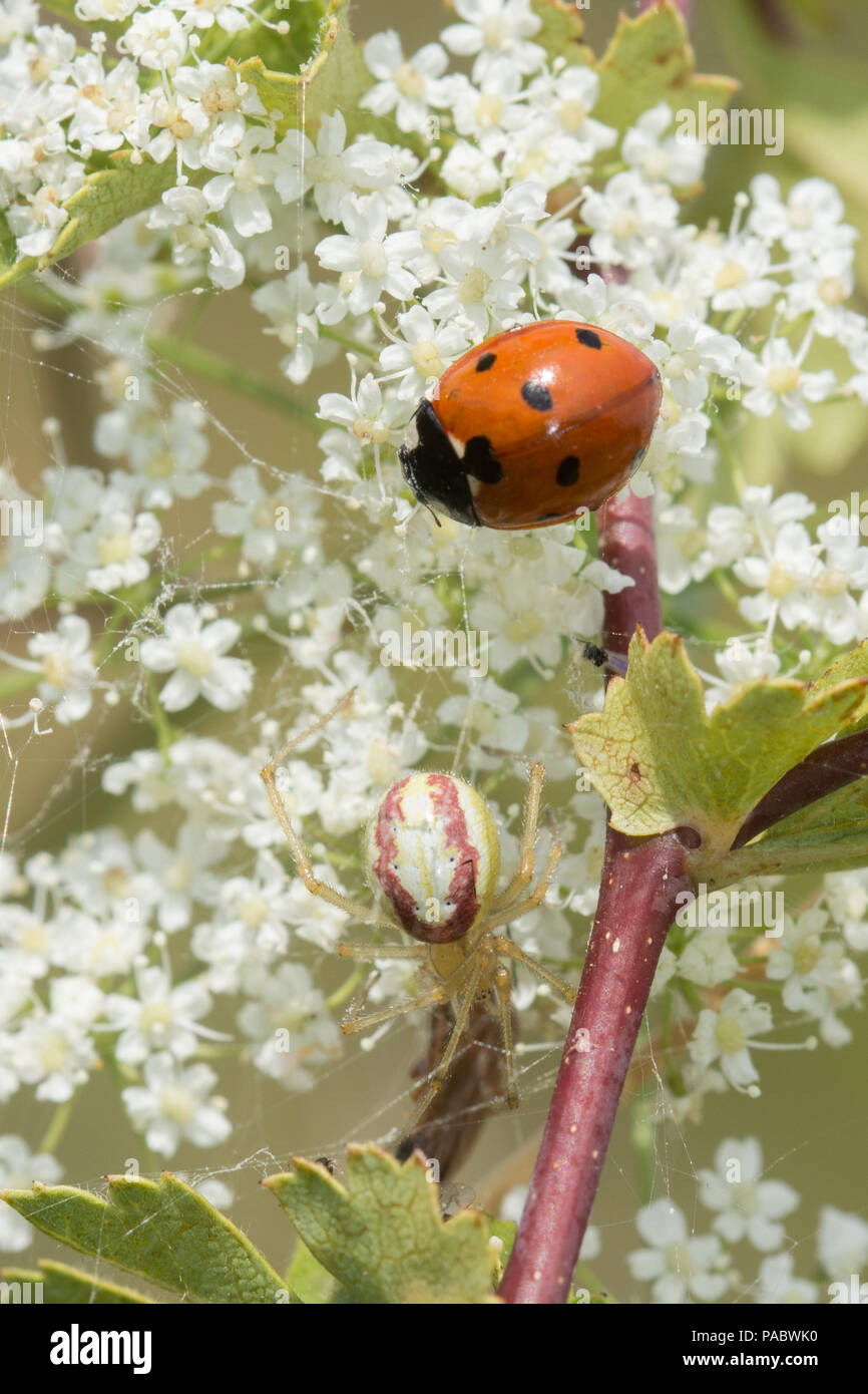 Candy striped spider (Enoplognatha ovata) with ladybird in its web Stock Photo