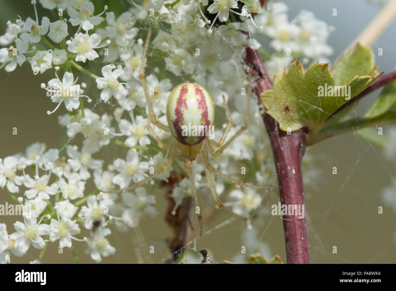 Candy striped spider (Enoplognatha ovata) Stock Photo