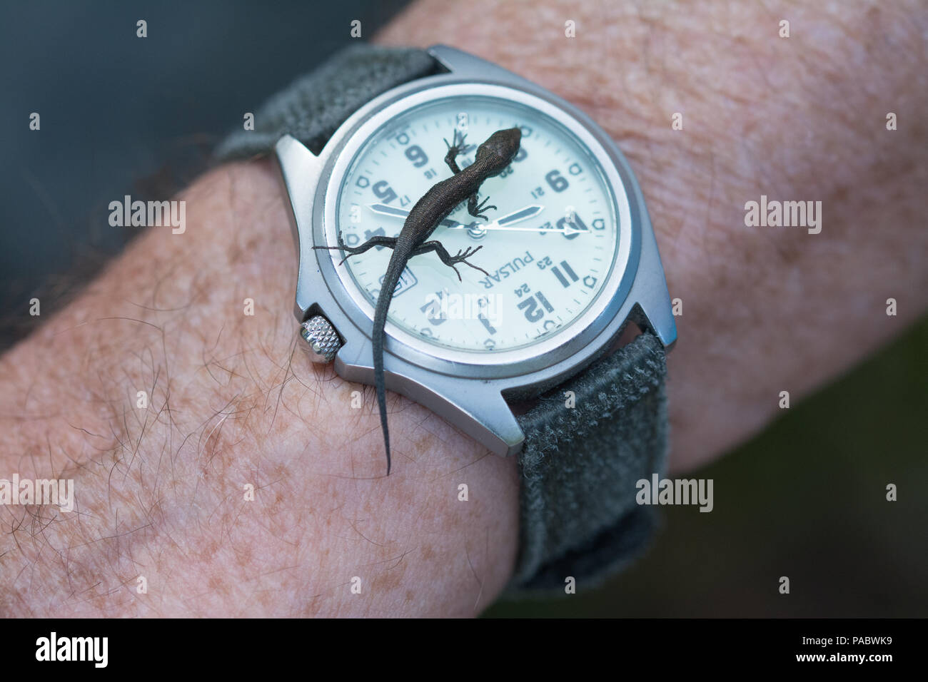Baby lizard (common or viviparous lizard, Zootoca vivipara) on a man's wristwatch Stock Photo
