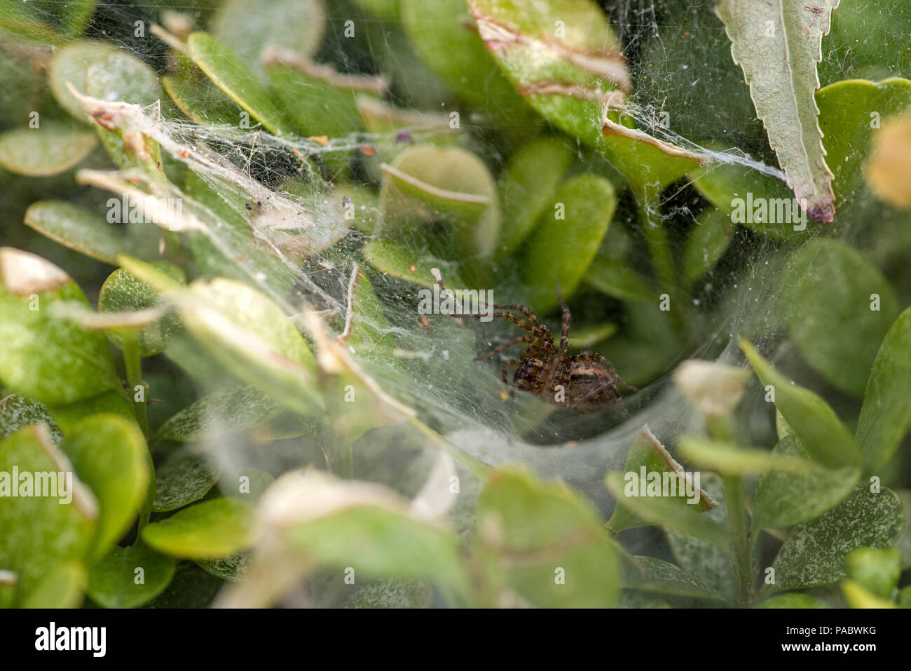 Garden Spider in Northern California Stock Photo