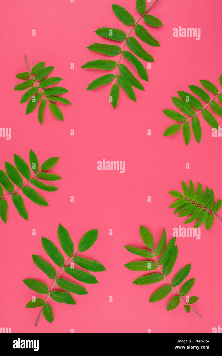 Creative flat lay top view pattern with fresh green rowan tree leaves ...
