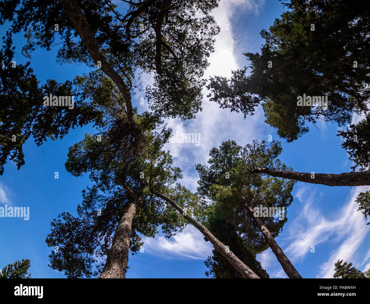 A group of Jerusalem pine trees, with a blue sky background Stock Photo