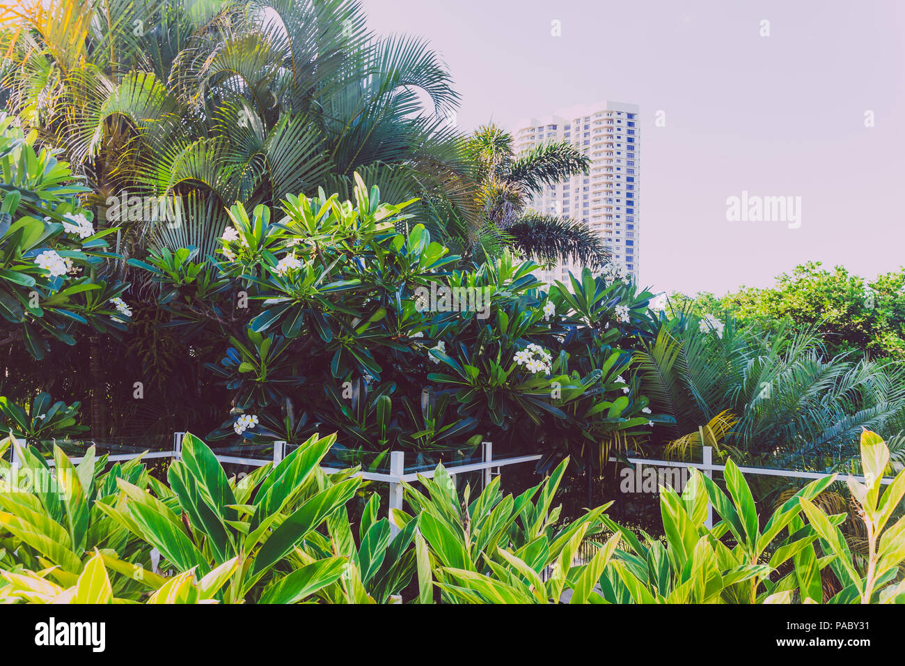 GOLD COAST, AUSTRALIA January 17th, 2015 tropical frangipani and