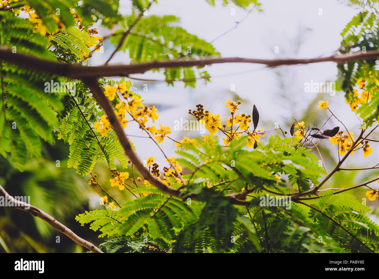 closeup of beautiful subtropical Illawarra flame tree plant shot in
