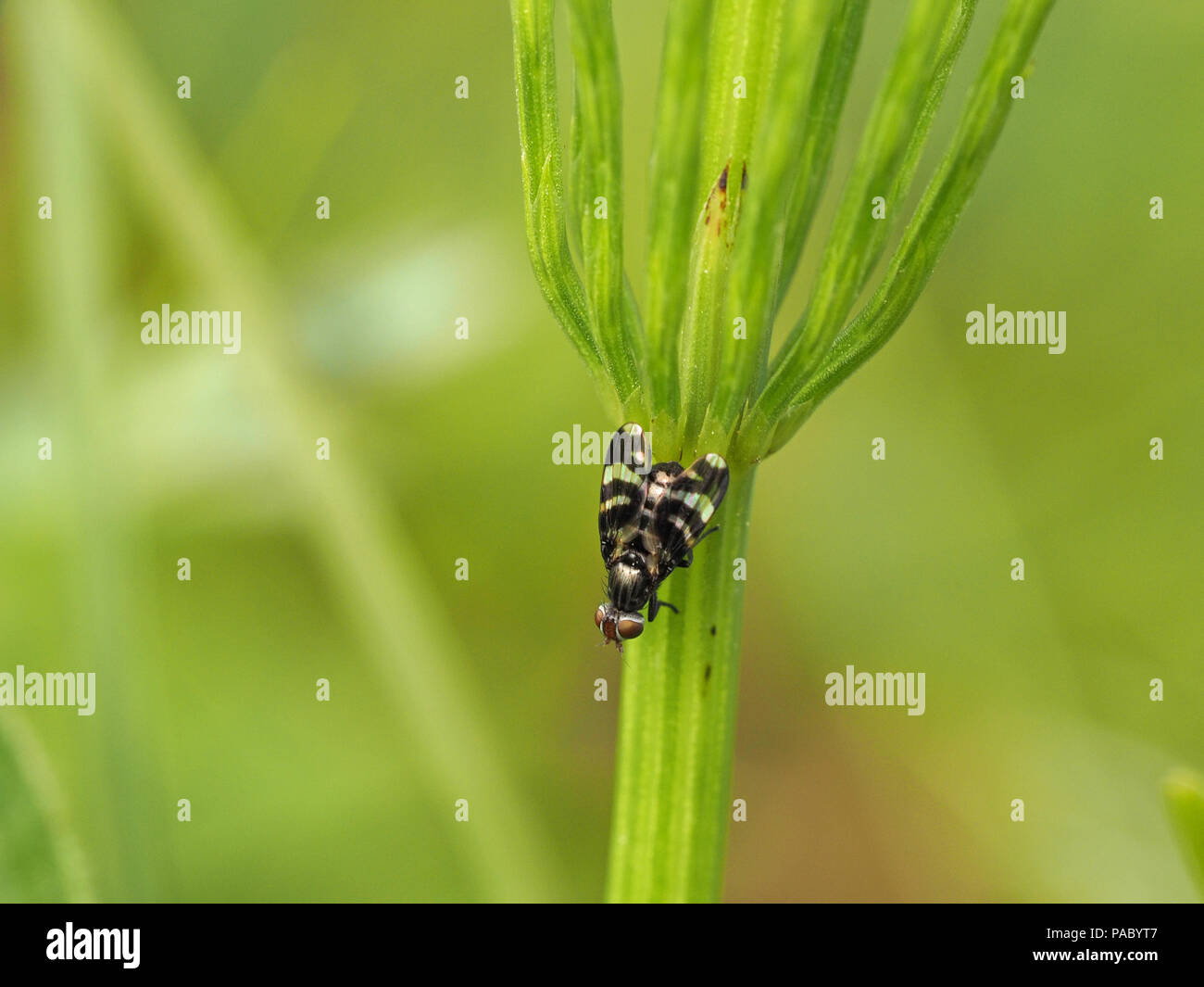 mother of pearl pattern on tiny Picture winged fly (Herina frondescentiae) on stem of water horsetail (Equisetum fluviatile) in Cumbria, England,UK Stock Photo