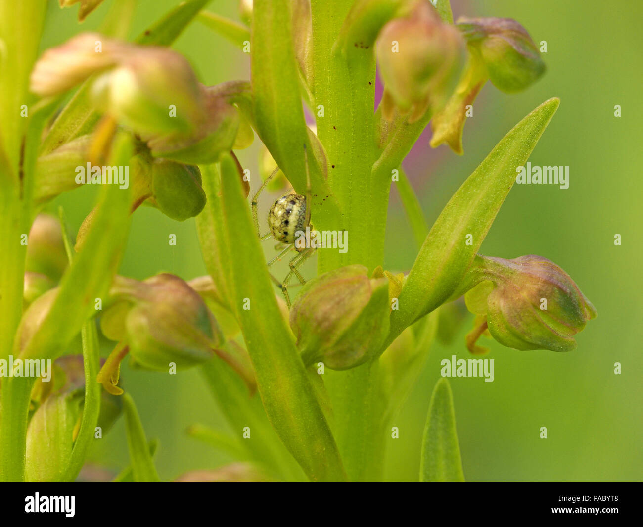 Spider orchid uk hi-res stock photography and images - Alamy