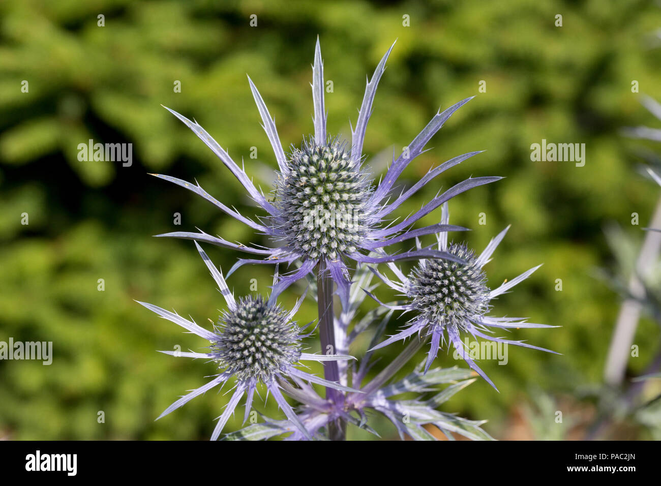 Bee-friendly Eryngium flowers in bloom Scotland Stock Photo