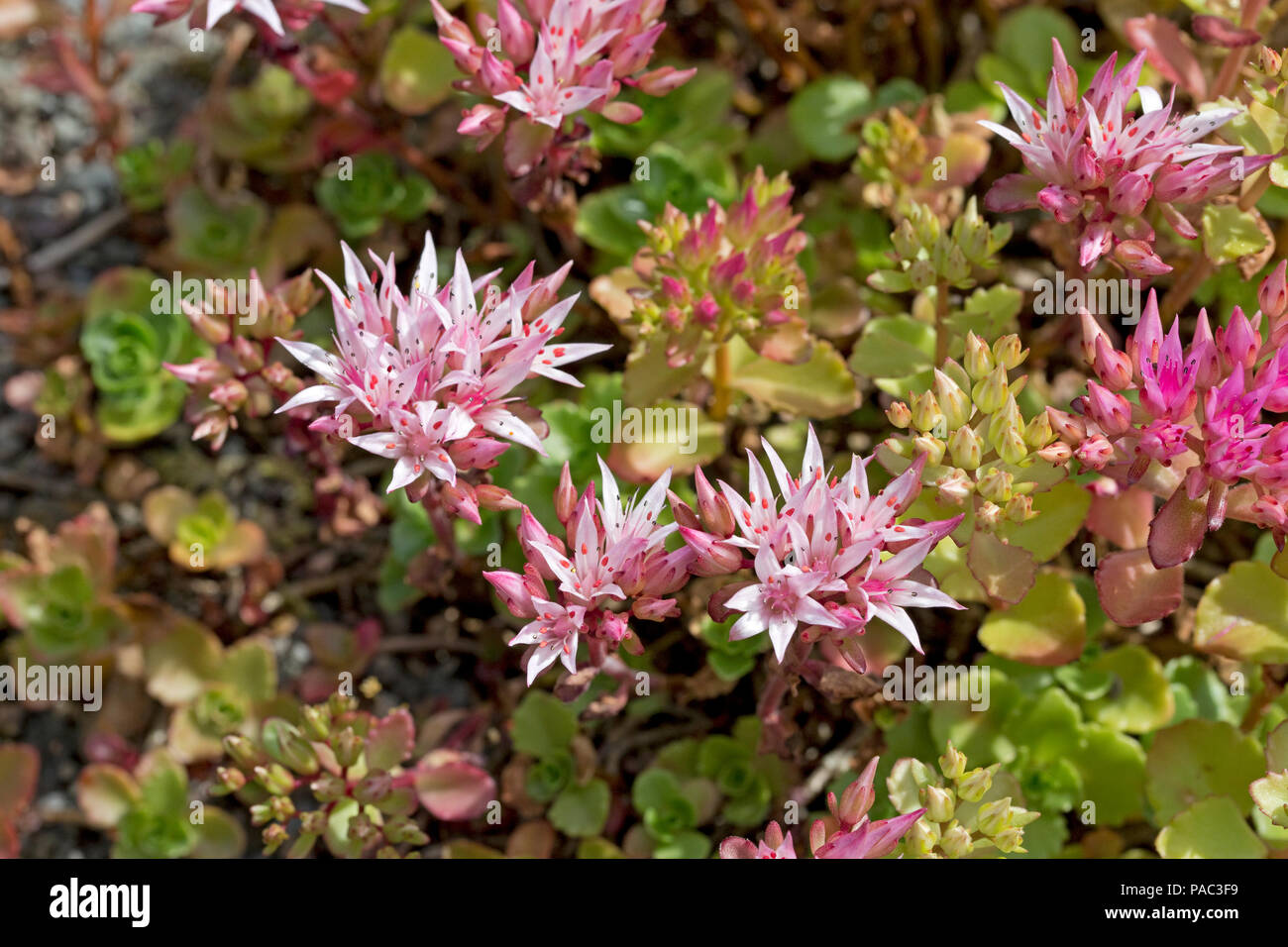 Sedum spurium flowers variety coccineum in garden in Scotland Stock Photo
