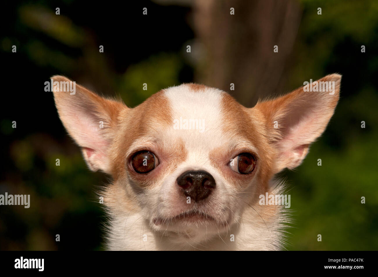 Chihuahua - Portrait - Canis familiaris Stock Photo