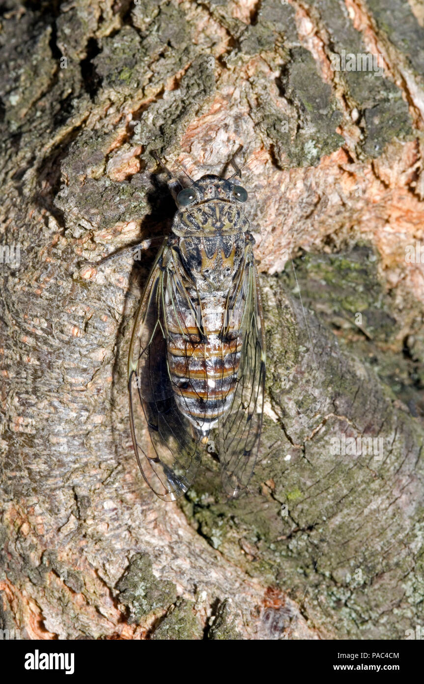 Cigale Grise Cigale De L Orne Cigale Du Frene Cicada Gard France Cicadia Orni Stock Photo Alamy