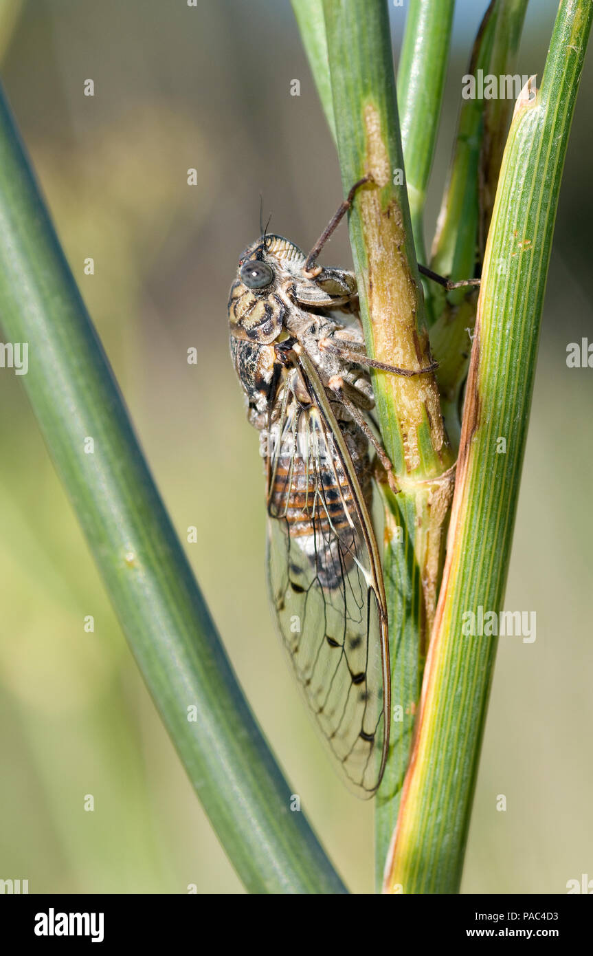 Cigale High Resolution Stock Photography And Images Alamy