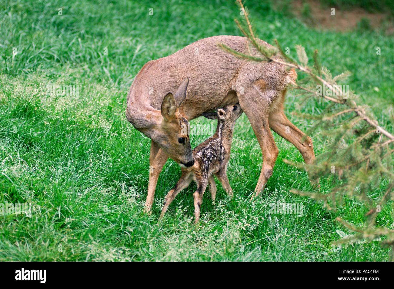 Chevreuil Avec Faon Allaitement Roe Deer Calf Fawn Lacting Capreolus Capreolus Stock Photo Alamy Chevreuil Avec Faon Allaitement Roe Deer Calf Fawn Lacting Capreolus Capreolus Stock Photo Alamy