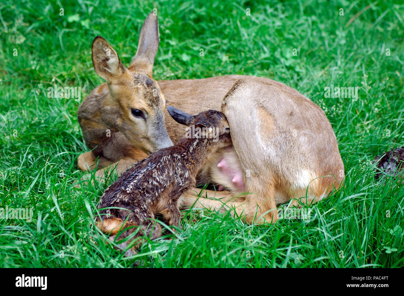 Chevreuil Avec Faon Allaitement Roe Deer Calf Fawn Lacting Capreolus Capreolus Stock Photo Alamy Chevreuil Avec Faon Allaitement Roe Deer Calf Fawn Lacting Capreolus Capreolus Stock Photo Alamy